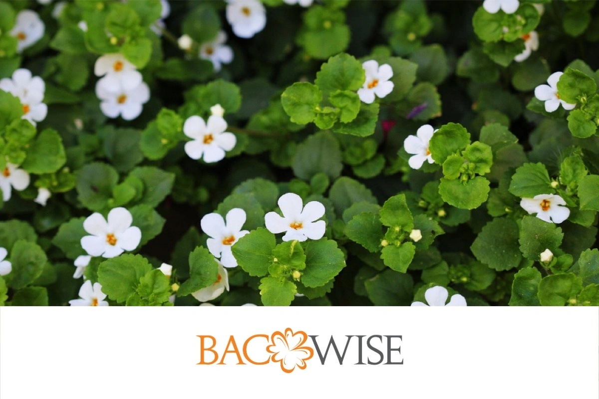 Bacopa