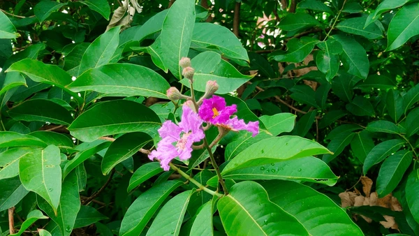 Banaba