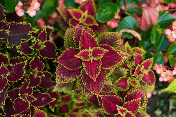 Coleus