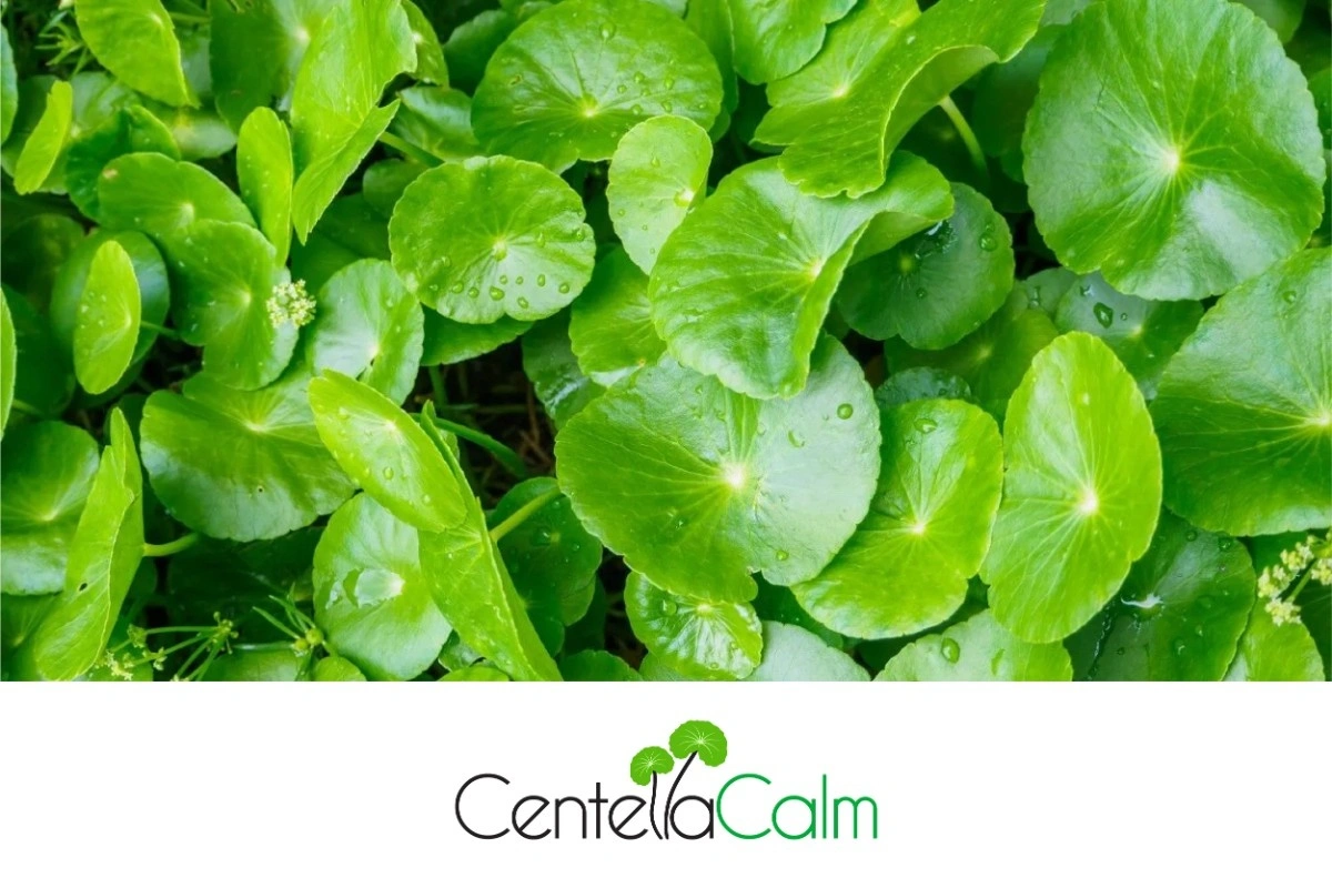 Gotu Kola