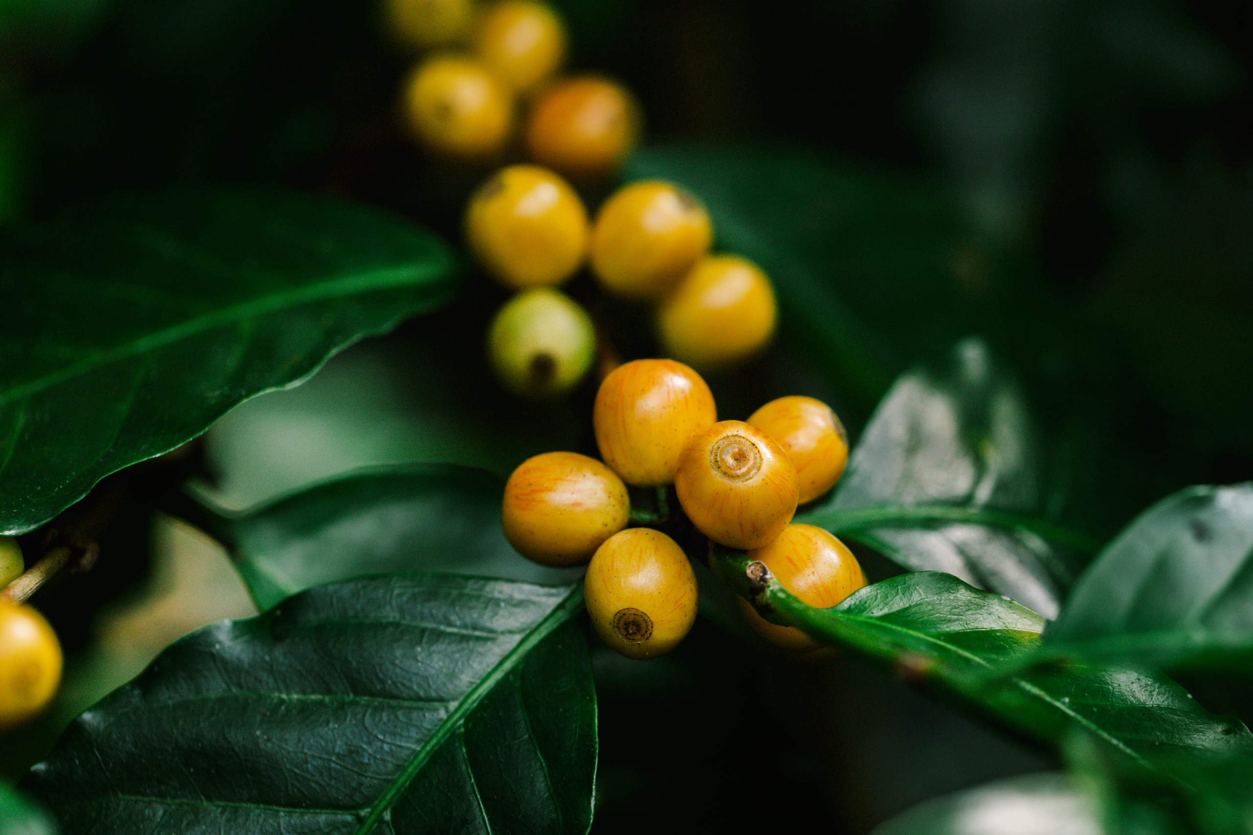 Green Coffee
