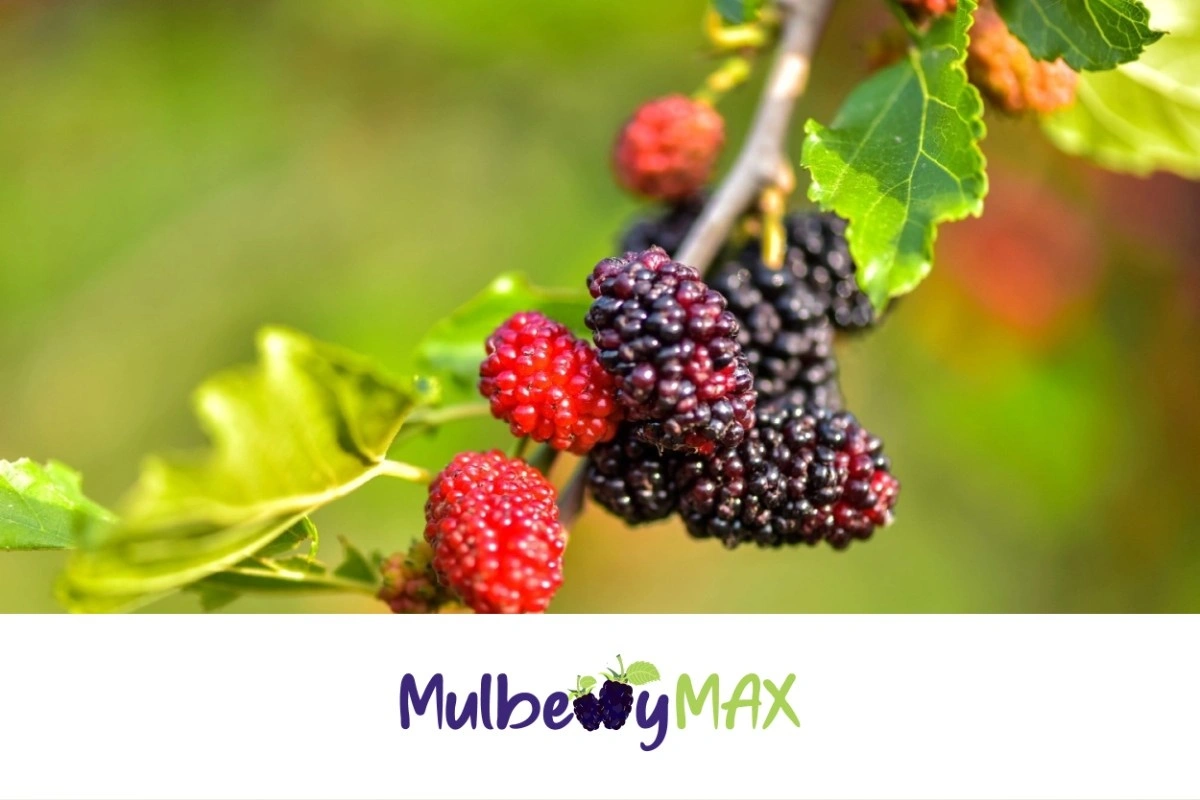 Mulberry