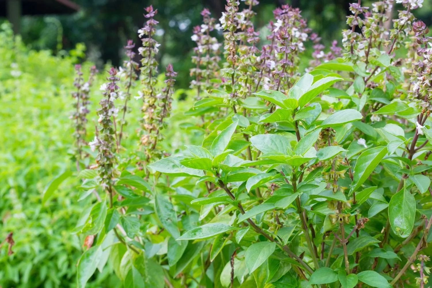 Tulsi